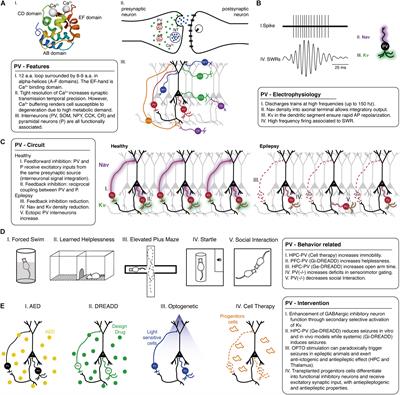 Parvalbumin Role in Epilepsy and Psychiatric Comorbidities: From Mechanism to Intervention